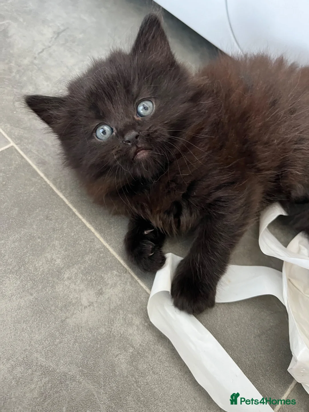 Mixed Breed cats for sale: Fluffy girl kitten  - Advert 1