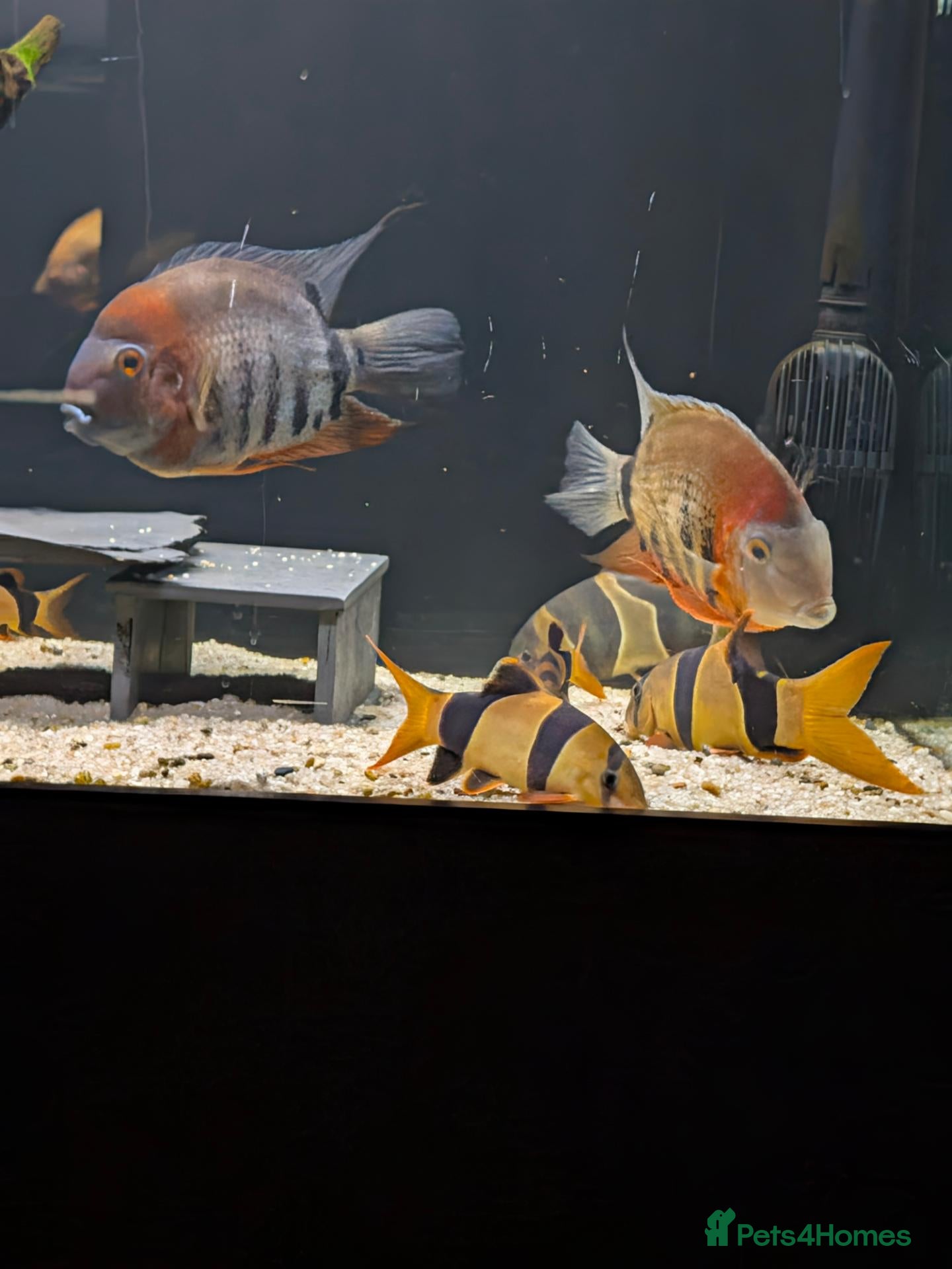 Cichlids fish South American cichlid's  - Advert 1
