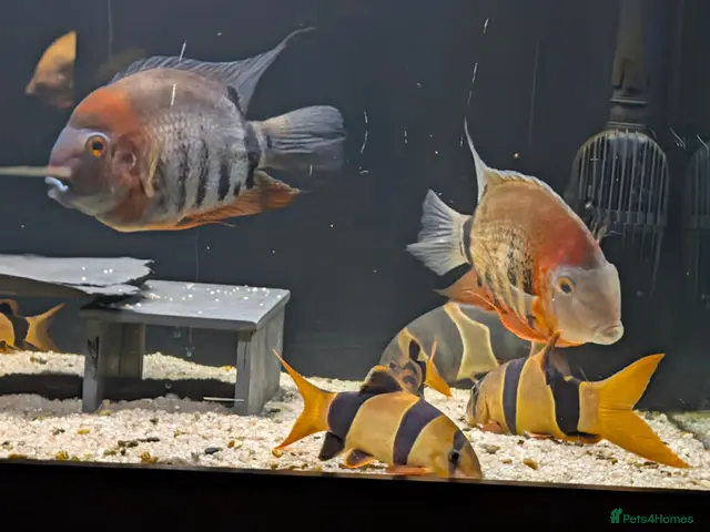 Cichlids fish South American cichlid's - Advert 1