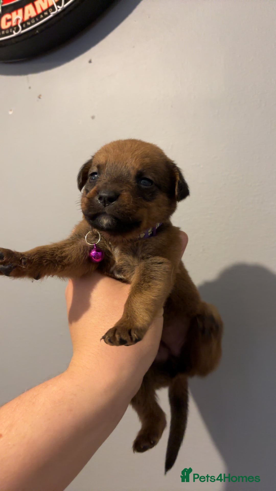 Mixed Breed dogs for sale: Boxwillers - Image 26