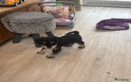 Mixed Breed dogs for sale: F1 MINI SCHNOODLE PUPPIES READY NOW - Image 11