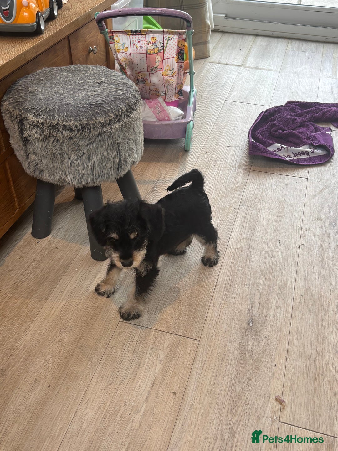 Mixed Breed dogs for sale: F1 MINI SCHNOODLE PUPPIES READY NOW - Image 11