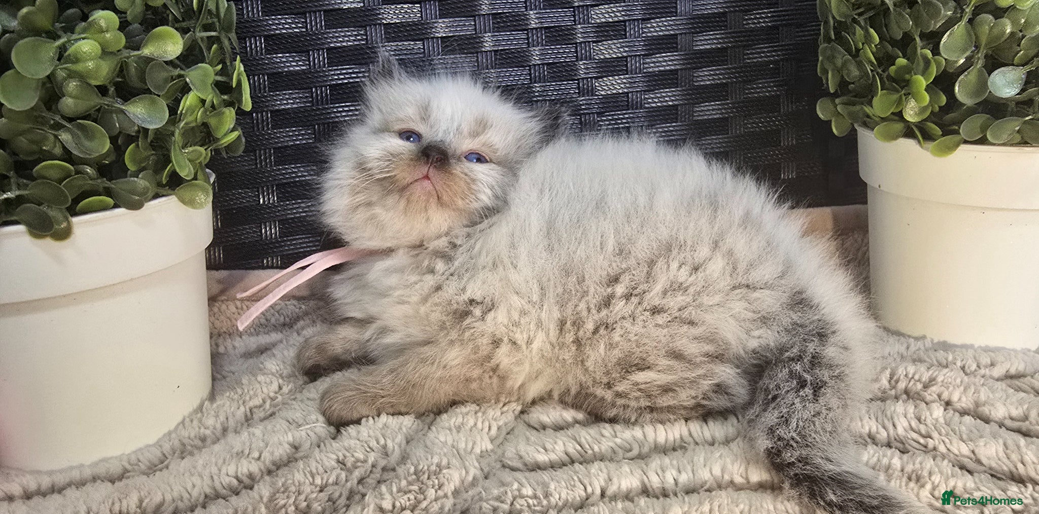 Maine Coon cats Stunning ragdoll/mainecoon - Advert 1