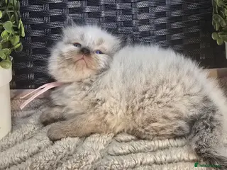 Maine Coon cats Stunning ragdoll/mainecoon - Advert 1