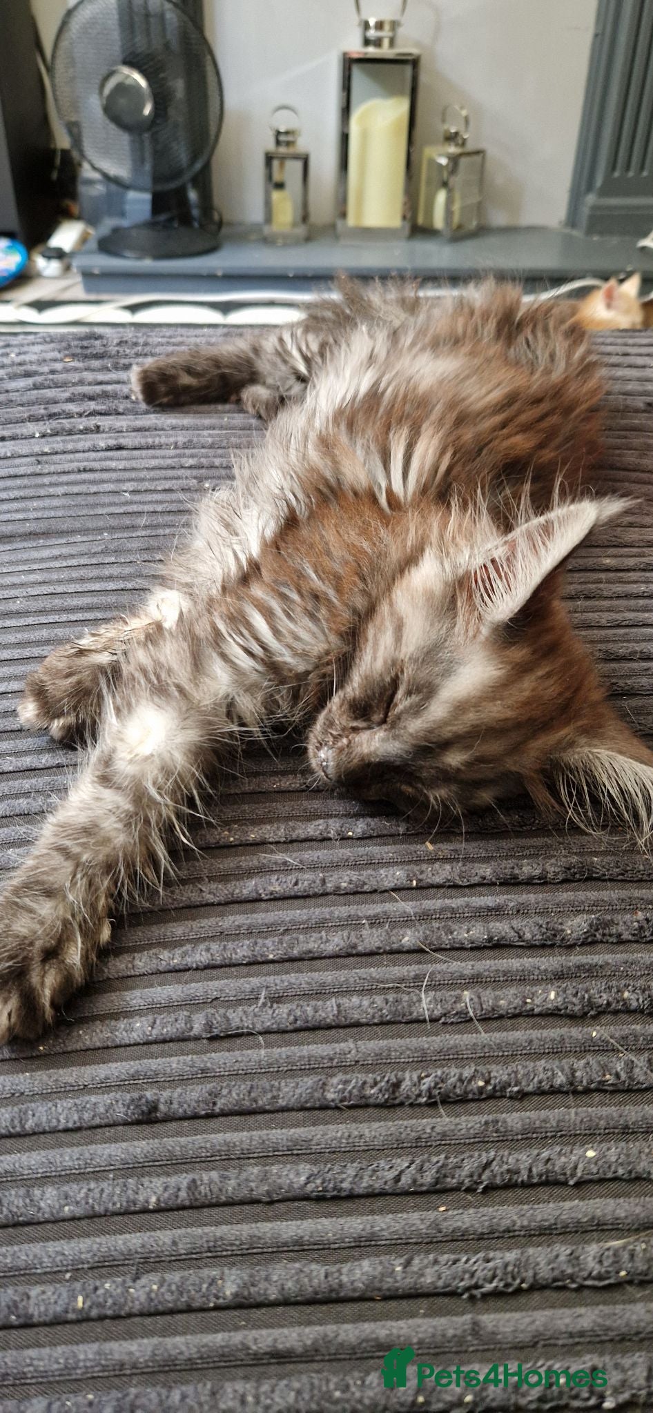 Maine Coon cats 3xmale 1 x Female maine coon kittens - Advert 1