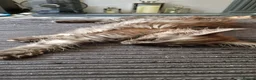 Maine Coon cats for sale: 3xmale 1 x Female maine coon kittens - Advert 1