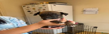 Boxer 8