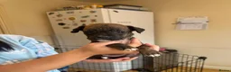 Boxer dogs for sale: Beautiful Boxer x Cane corso puppies 🐶  - Advert 28