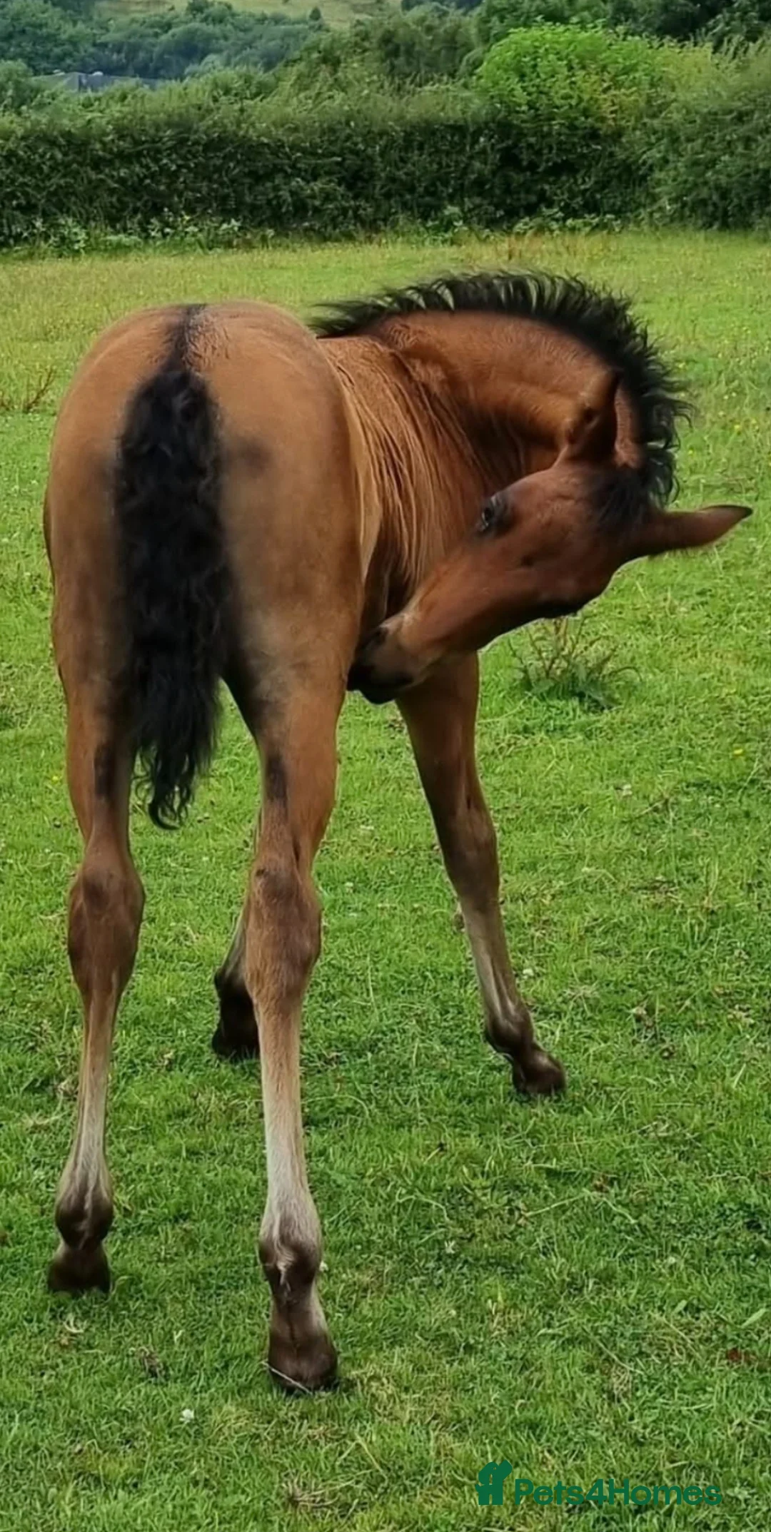 Andalusian horses for sale: Three quarter Andalusian filly - Advert 2