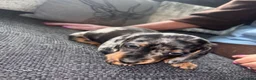 Dachshund dogs for sale: Beautiful Dachshund Puppies - 7 Weeks Old in London - Advert 3