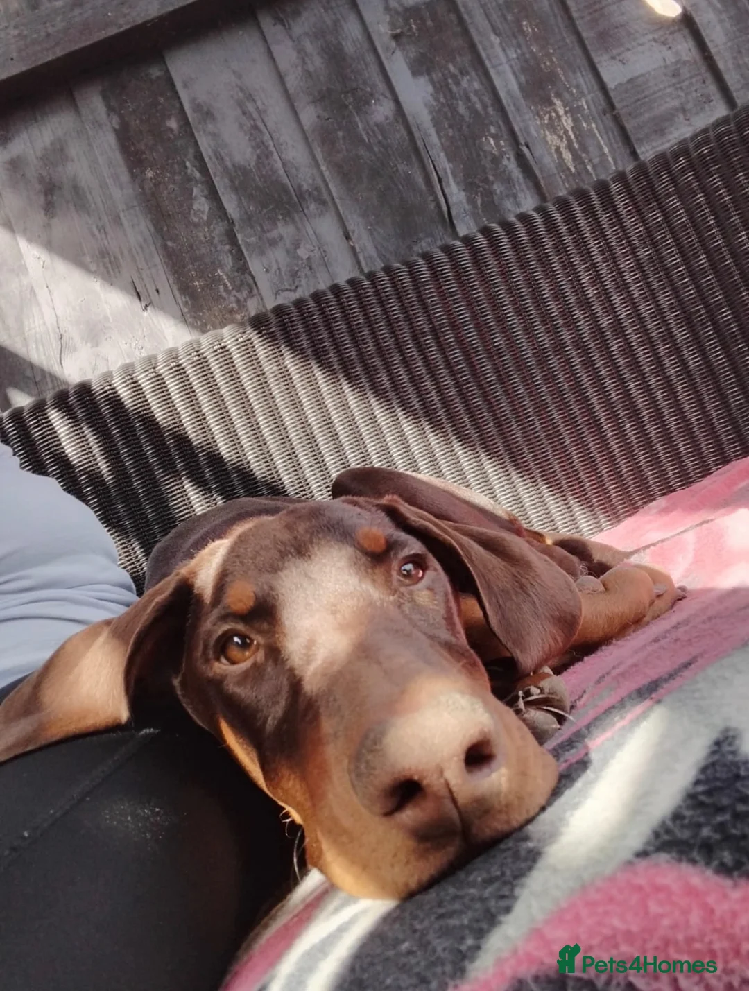 Dobermann dogs for sale: Female Dobermann  in Cambridge - Advert 2