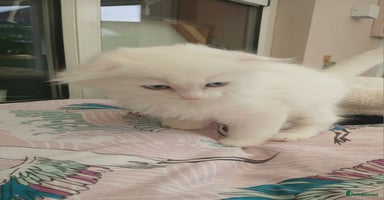Scottish Fold cats - Advert 2