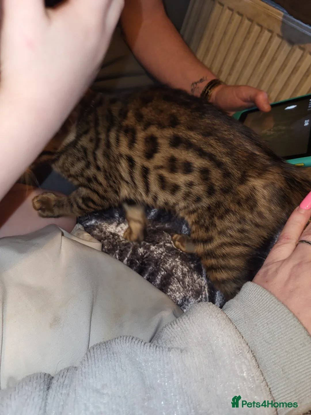 Bengal cats for sale: Female Bengal - Advert 2