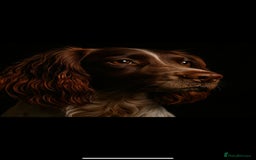 English Springer Spaniel dogs for sale: English springer spaniel puppies  - Image 6