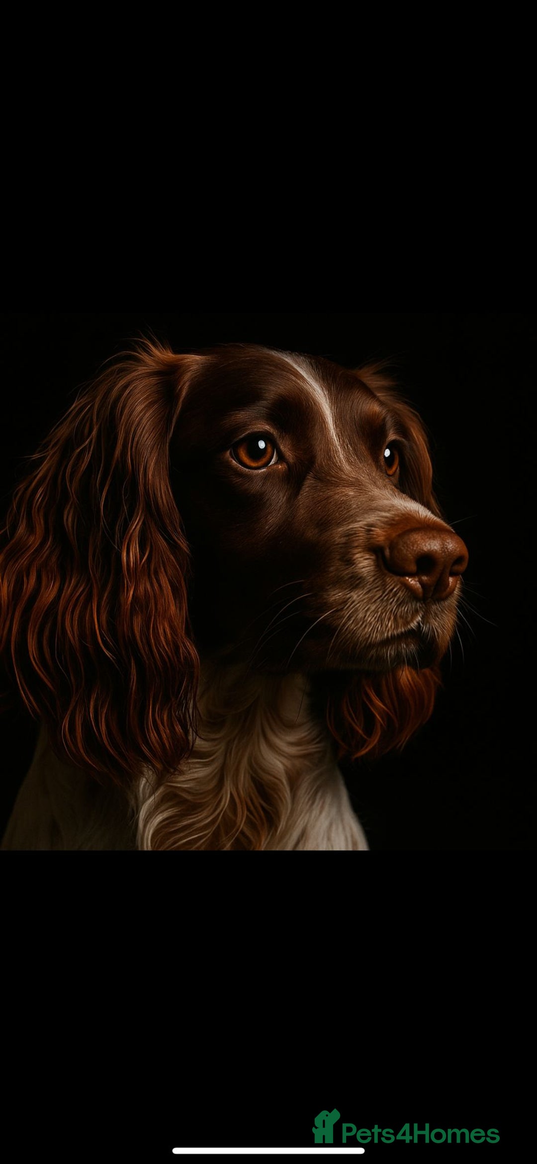 English Springer Spaniel dogs for sale: English springer spaniel puppies  - Image 6