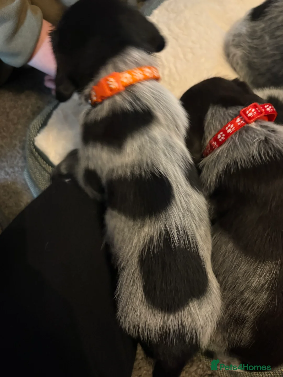 German Wirehaired Pointer dogs for sale: German wiredhaired pointer pups  - Advert 7