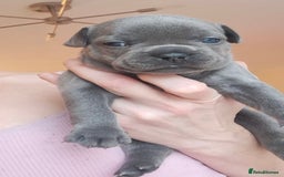 French Bulldog dogs for sale: Chunky french bulldog - Image 15