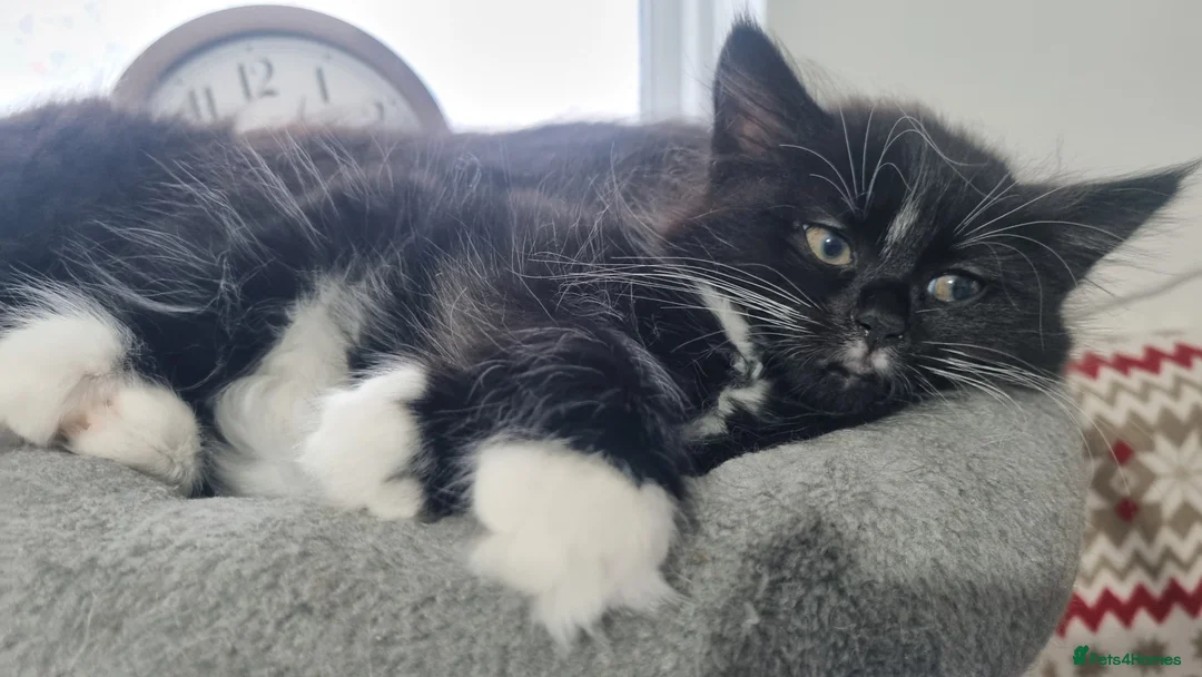 Turkish Angora cats for sale: Adorable Kittens Looking for Loving Homes - Advert 33