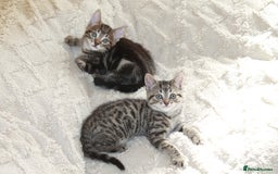 Bengal cats for sale: Adorable, affectionate, so cute kittens for sale!! - Image 2