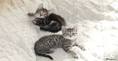 Bengal cats - Advert 1
