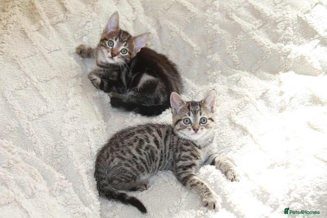 Bengal cats for sale: Adorable, affectionate, so cute kittens for sale!! - Image 2