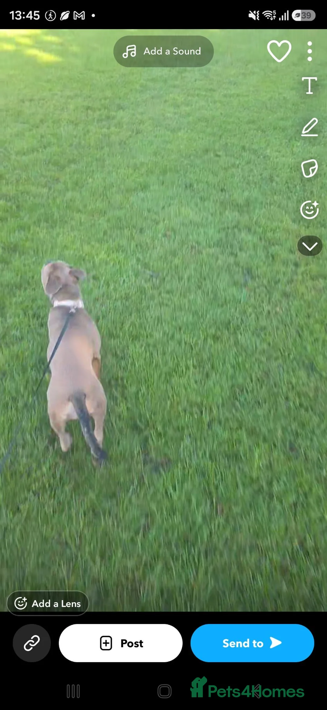 Mixed Breed dogs for sale: Piper  - Advert 2