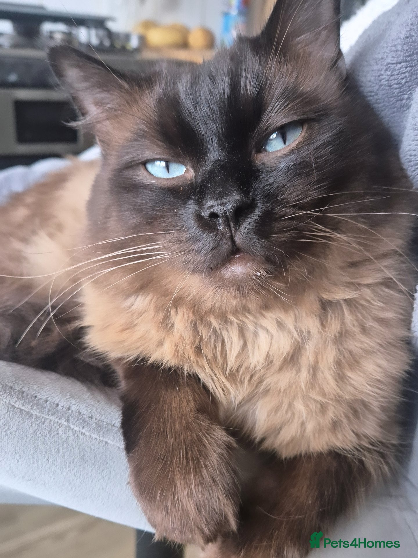 Ragdoll cats Ragdoll Seal Sepia Stud Genetically Tested 🐾 - Advert 5
