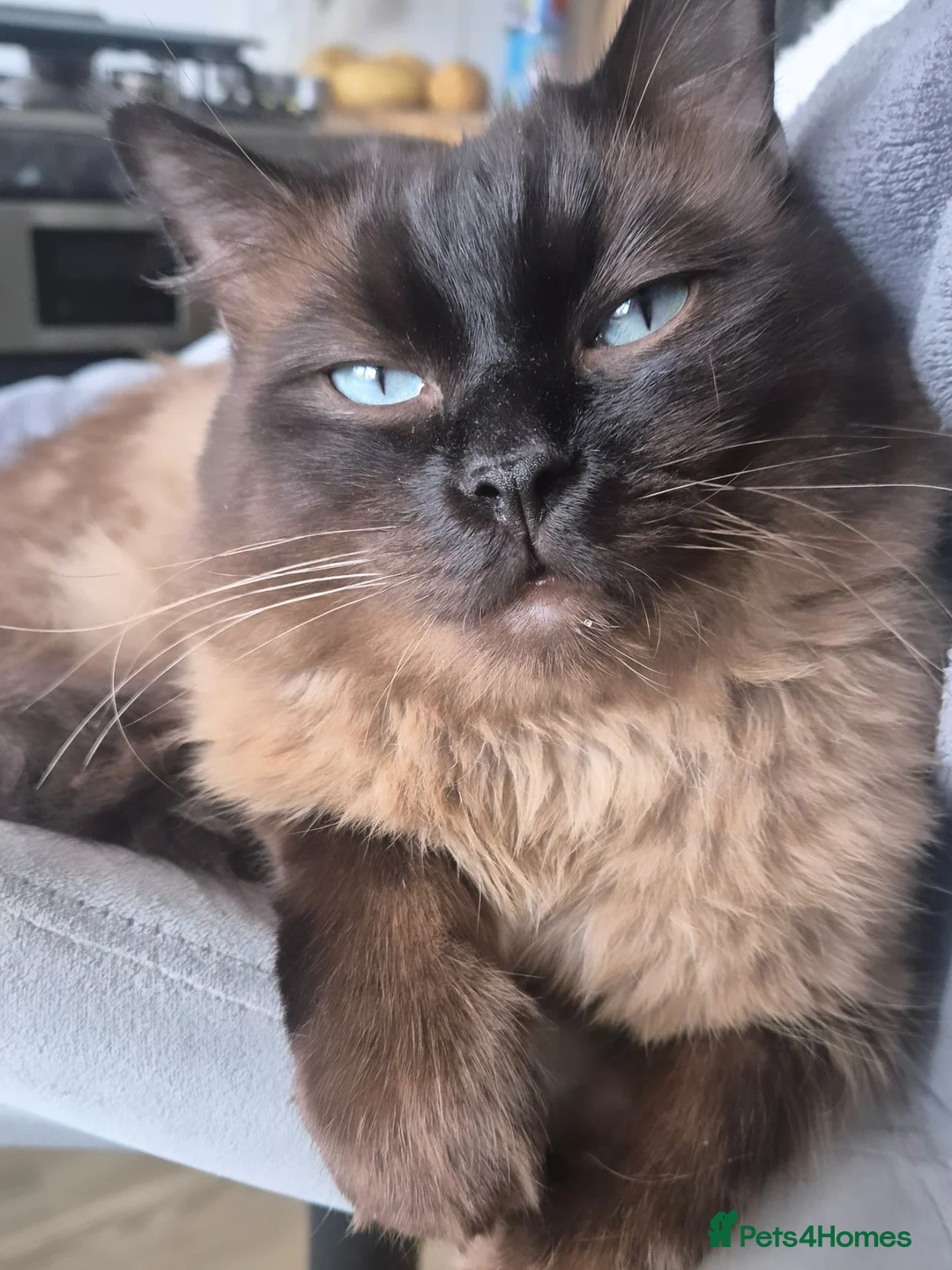Ragdoll cats for stud: Ragdoll Seal Sepia Stud Genetically Tested 🐾 - Advert 2