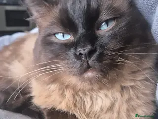 Ragdoll cats Ragdoll Seal Sepia Stud Genetically Tested ๐พ - Advert 5