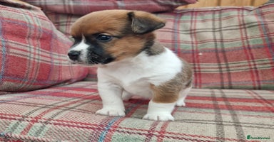 Jack Russell dogs - Advert 3