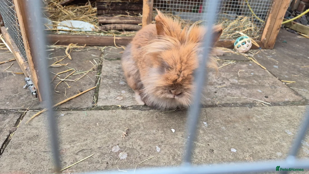 Mixed Breed rabbits for sale: Bonded pair male rabbits - Advert 2