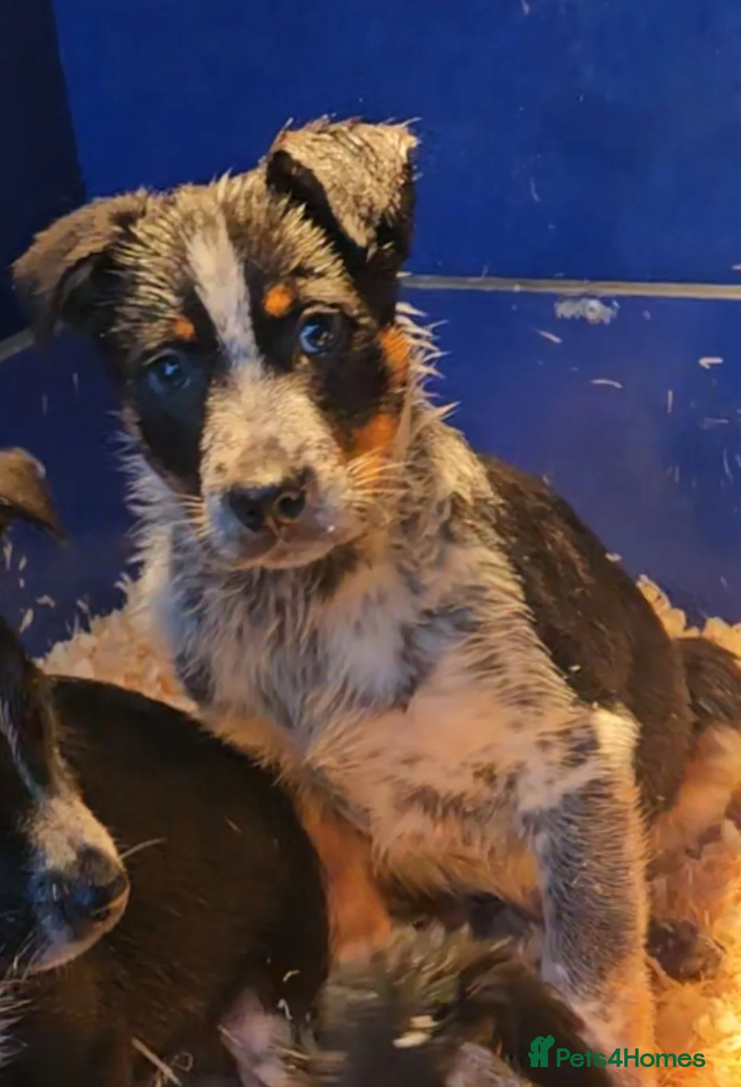 Mixed Breed dogs for sale: AUSTRALIAN CATTLE DOG X COLLIE PUPPIES - Advert 4