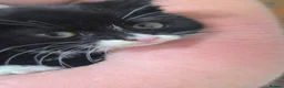 Domestic Shorthair cats for sale: Tuxedo kittens in Holywell - Advert 5