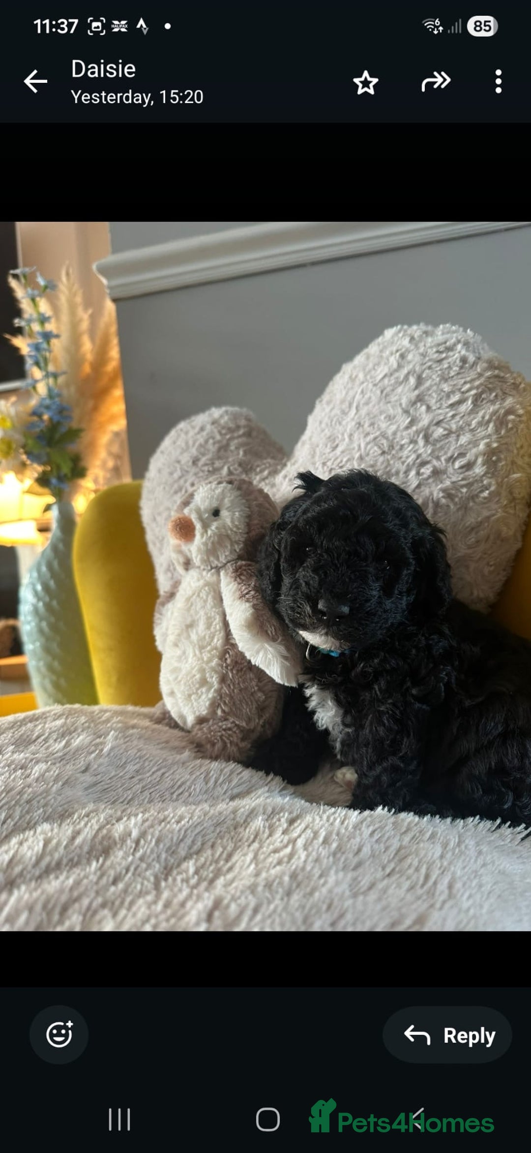 Schnoodle dogs for sale: Schnoodle Puppies - Advert 27