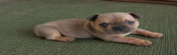 French Bulldog dogs for sale: frenchie puppies available  - Advert 3