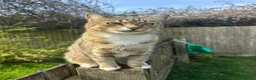 Mixed Breed cats for sale: Tabby male  - Advert 1