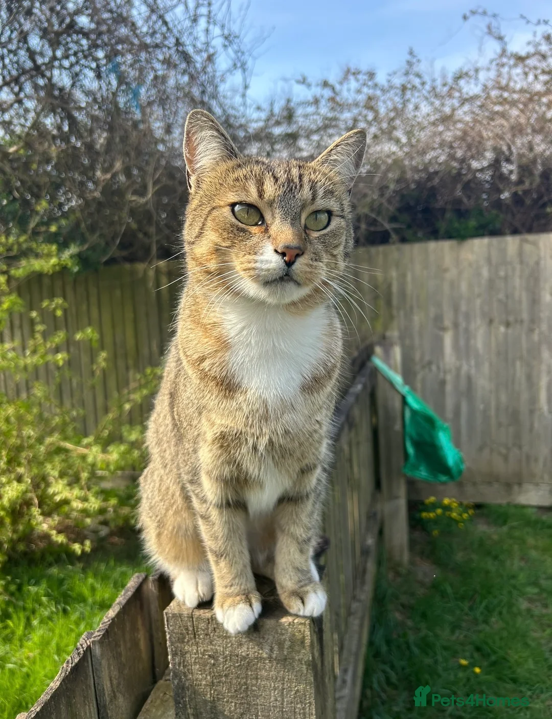 Mixed Breed cats for sale: Tabby male  - Advert 1