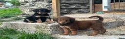 Bordoodle dogs for sale: Bordoodle 2 is the only remaining pup - Advert 13