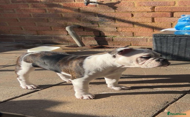 Olde English Bulldogge dogs - Advert 1