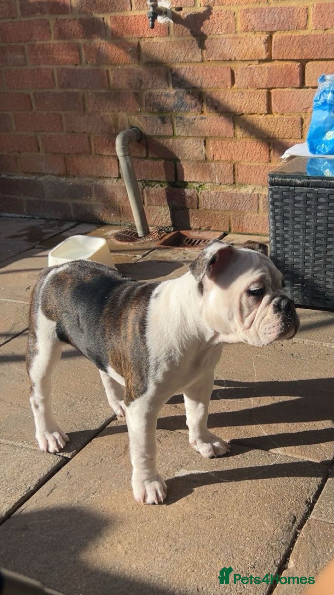 Olde English Bulldogge dogs for sale: LAST BABY GIRL both jabs microchipped pricedrop - Image 1