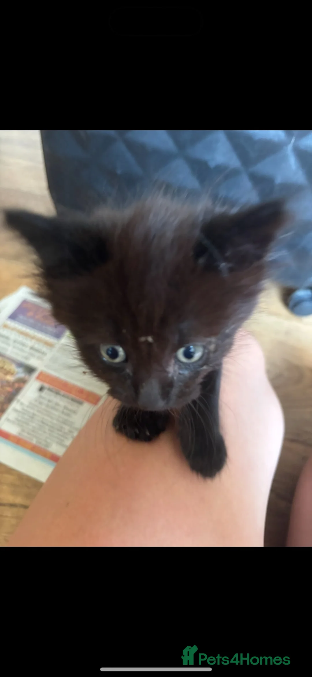British Shorthair cats for sale: 1 beautiful baby boy  - Advert 2