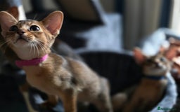 Abyssinian cats for sale: ⭐️Stunning Pedigree Abyssinian Kittens⭐ - Image 23
