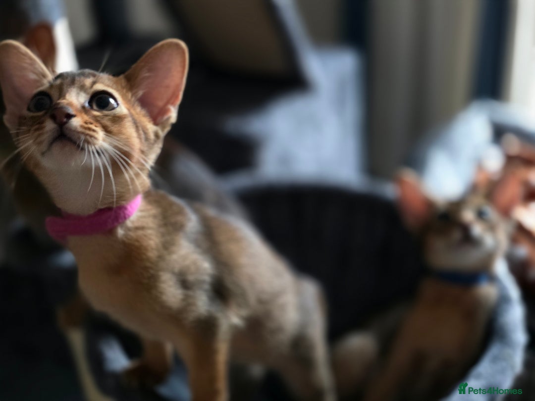 Abyssinian cats for sale: ⭐️Stunning Pedigree Abyssinian Kittens⭐ - Image 23