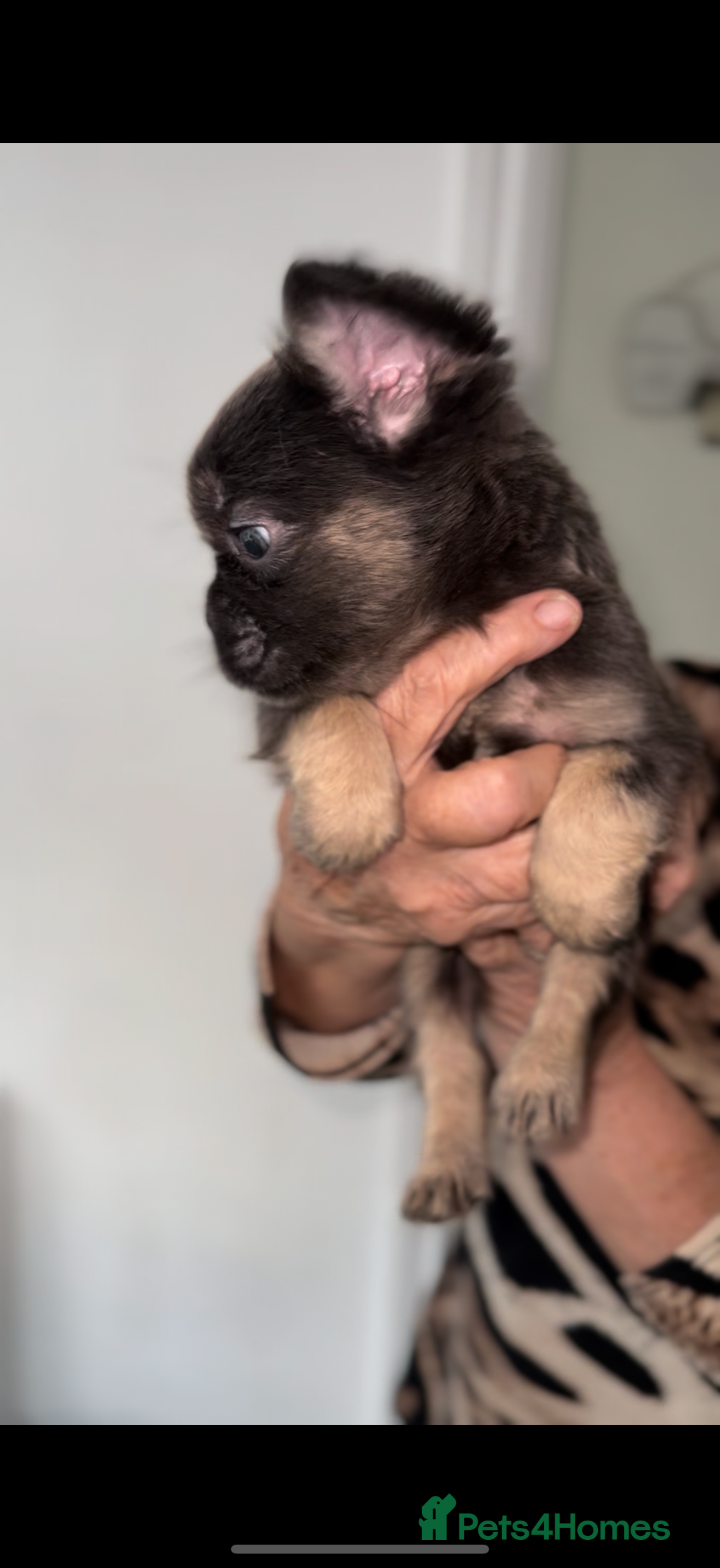 French Bulldog dogs for sale: REDUCED full fluffy pink carrying French bulldogs - Advert 7