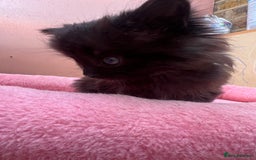 Mixed Breed cats for sale: Black kitten and white&black kitten available  - Image 9