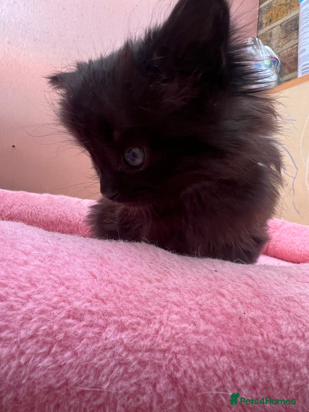 Mixed Breed cats for sale: Black kitten and white&black kitten available  - Image 9