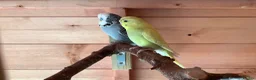 Budgerigars birds for sale: Young budgies - Advert 3