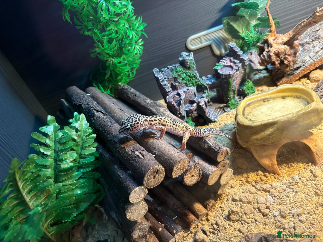 Leopard Gecko reptiles for sale: 6 month old leopard gecko and set up  - Image 4