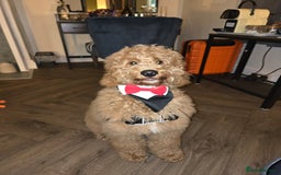 Goldendoodle dogs for sale: Amazing Minature Goldendoodle  - Image 2
