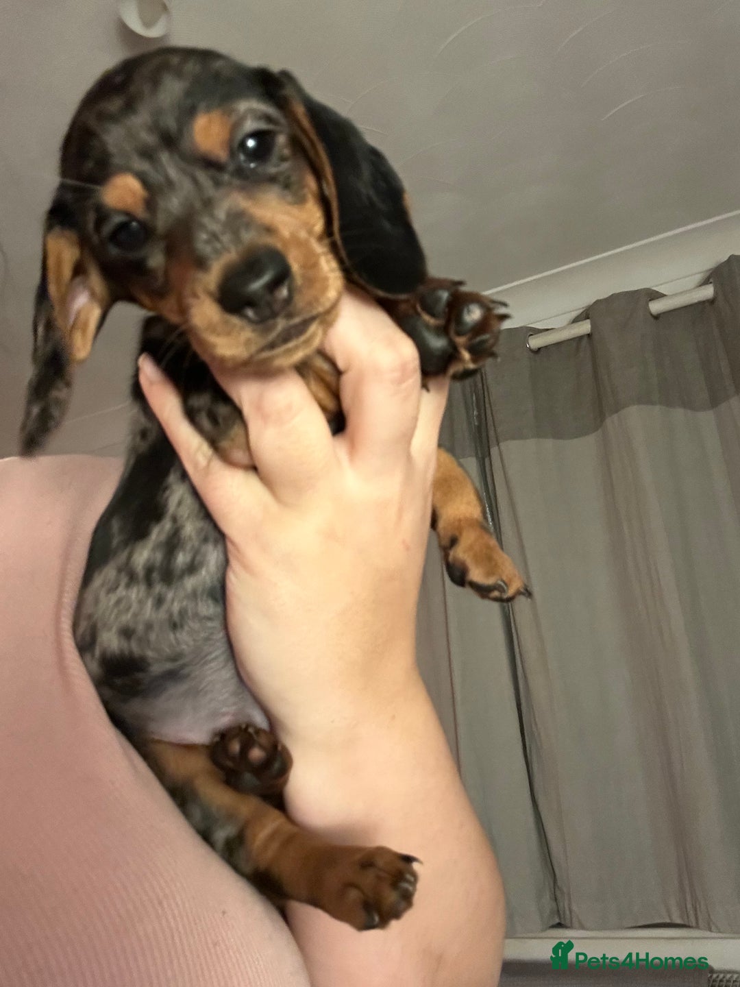 Miniature Dachshund dogs for sale: 2 stunning miniature dachshunds 🔆 - Advert 3